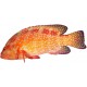 Sticker poisson orange