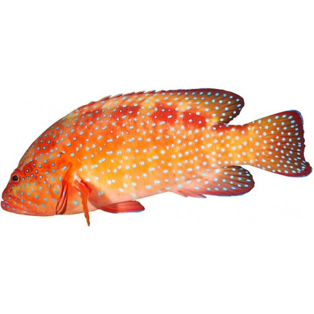 Sticker poisson orange
