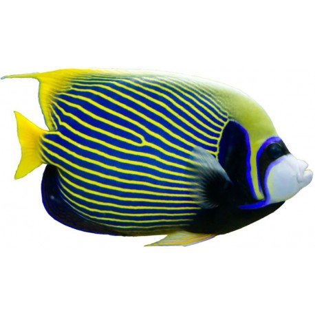 Sticker petit poisson de mer