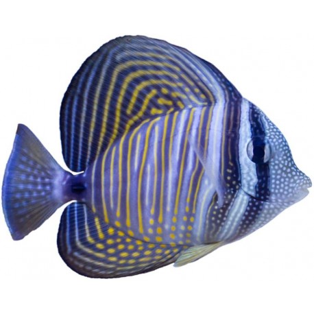 Sticker poisson grande nageoir