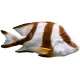 Sticker poisson marron blanc