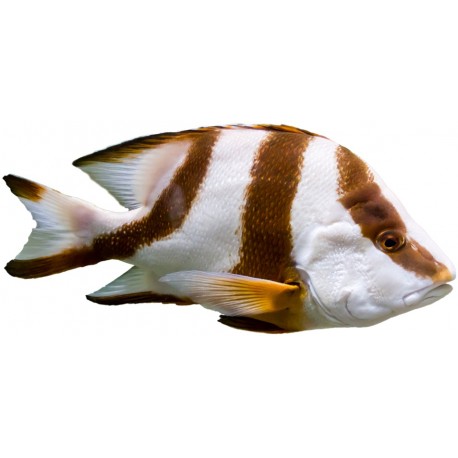 Sticker poisson marron blanc