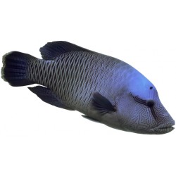 Sticker poisson dort