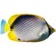 Sticker poisson aquarium jaune