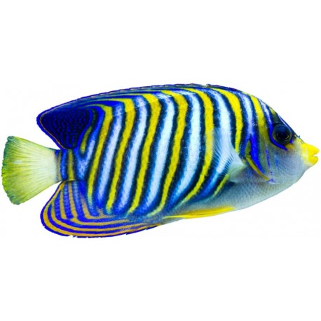 Sticker poisson magnifique