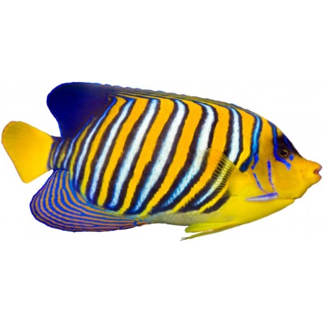 Sticker poisson magnifique jaune