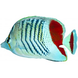 Sticker poisson bleu mer