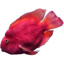 petit Sticker poisson rouge