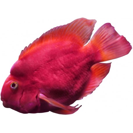 petit Sticker poisson rouge