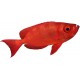 Sticker petit poisson rouge