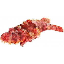 Sticker petit poisson corail