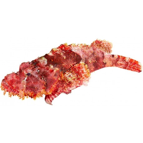 Sticker petit poisson corail