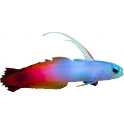 Sticker poisson rouge bleu