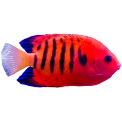 Autocollant poisson rouge bleu