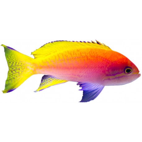 petit Sticker poisson rouge jaune