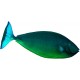 Autocollant poisson vert bleu