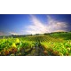 Sticker vignes paysage