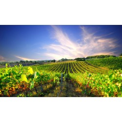 Sticker vignes paysage