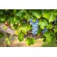 Sticker vigne avec raisins