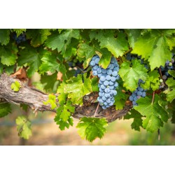Sticker vigne avec raisins
