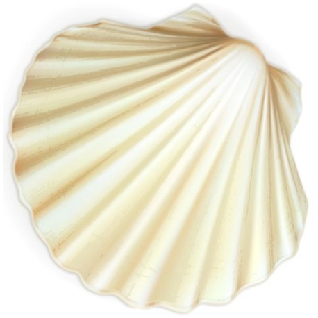 Sticker mural coquilleg saint jacques