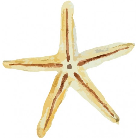 Sticker etoile de mer rouge