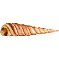 Sticker coquillage de la mer