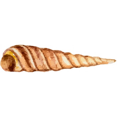 Sticker coquillage de la mer