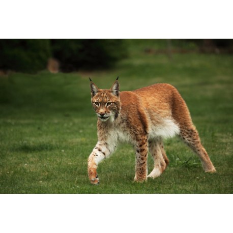 Sticker lynx de la montagne