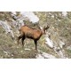 Autocollant chamois montagne