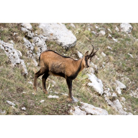 Autocollant chamois montagne