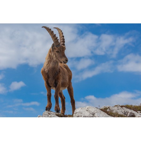 Sticker hermine blanche