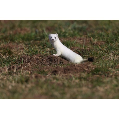 Sticker hermine blanche