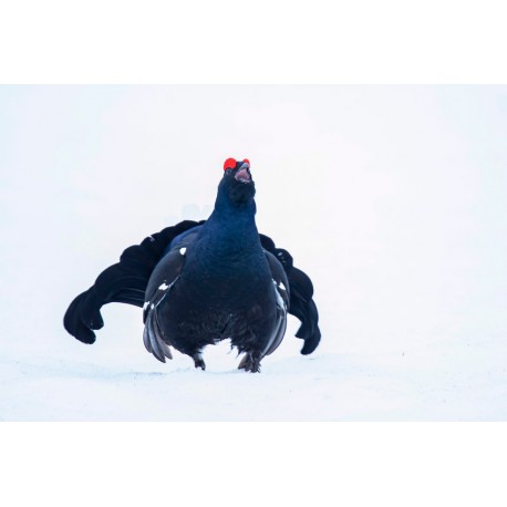 Sticker bouc de face