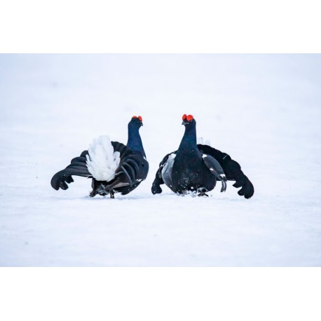 Sticker tétras lyre charge