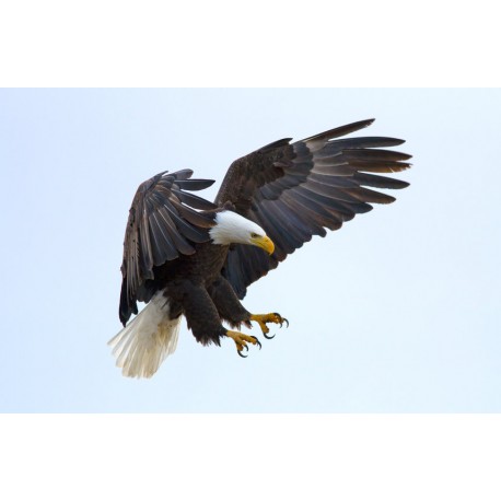 Sticker aigle royal en vol