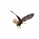 Sticker aigle survol