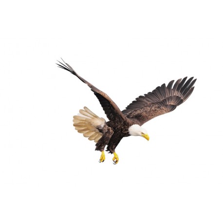 Sticker aigle survol