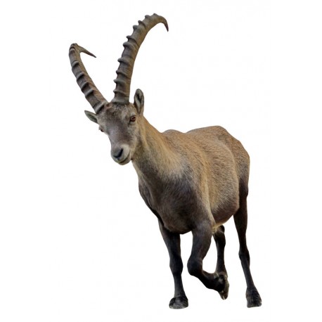 Sticker aigle se pose