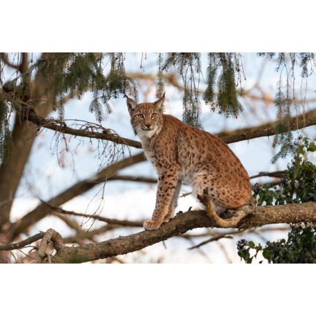 Sticker hermine debout