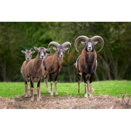 Sticker petit chamois