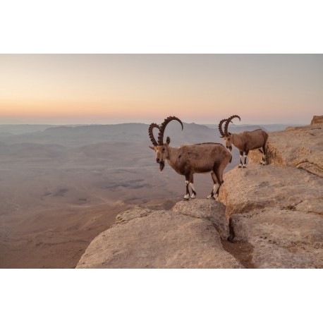 Sticker bouc sauvage