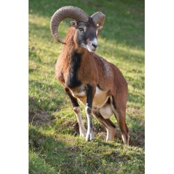 Sticker bouc falaise