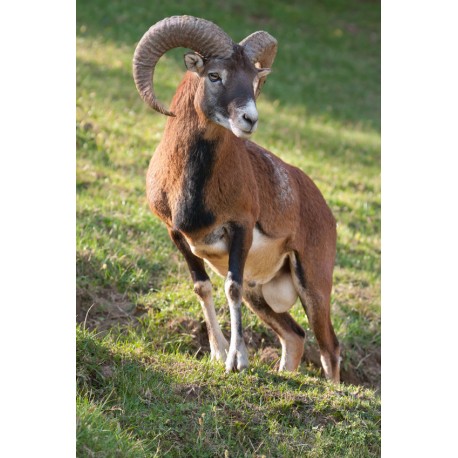 Sticker bouc falaise