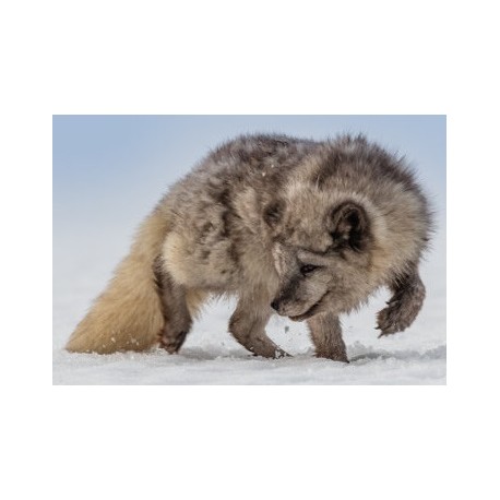 Sticker loup de neige