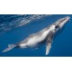 Sticker baleine nage