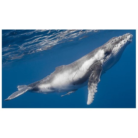 Sticker baleine nage