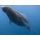 Sticker baleine cachalot
