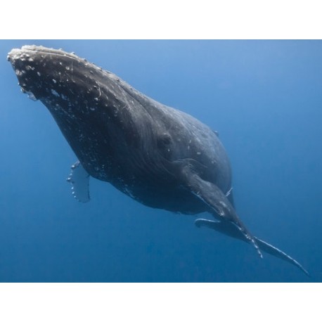 Sticker baleine cachalot