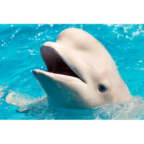 Sticker dauphin blanc